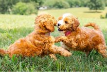 micro-mini-goldendoodles:-the-complete-guide-to-this-tiny-teddy-bear-dog