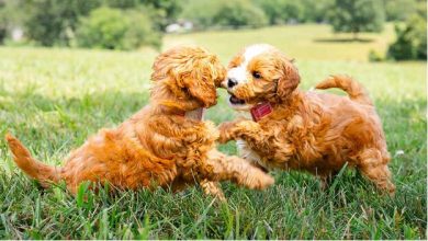 micro-mini-goldendoodles:-the-complete-guide-to-this-tiny-teddy-bear-dog